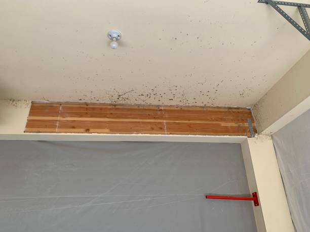 Best Environmental Consulting for Mold Prevention  in Menifee, CA